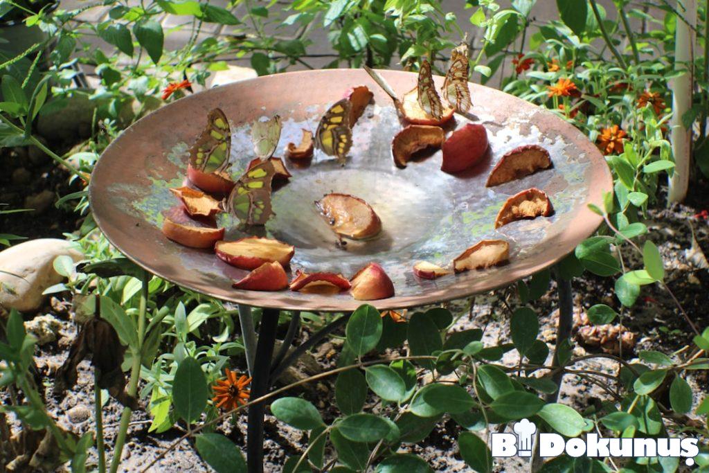 Glütensiz Yulaf Meyveli Yaz Kahvaltı Kasesi tarifi için hazırlanmış görsel